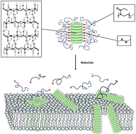 Graphical abstract: Stimuli-responsive membrane activity of cyclic-peptide–polymer conjugates