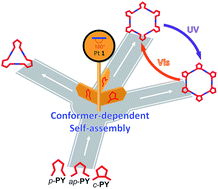 Graphical abstract: Conformer-dependent self-assembled metallacycles with photo-reversible response