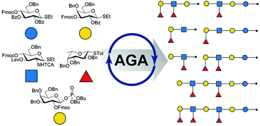 Graphical abstract: Automated glycan assembly of Lewis type I and II oligosaccharide antigens