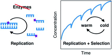 Graphical abstract: Continuous nonenzymatic cross-replication of DNA strands with in situ activated DNA oligonucleotides
