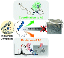 Graphical abstract: Chemical strategies to modify amyloidogenic peptides using iridium(iii) complexes: coordination and photo-induced oxidation