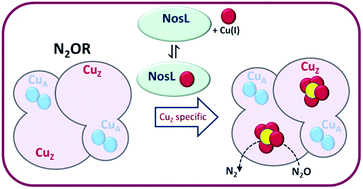 Graphical abstract: NosL is a dedicated copper chaperone for assembly of the CuZ center of nitrous oxide reductase