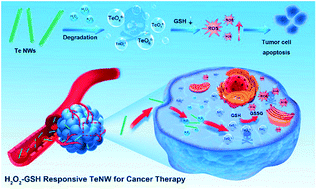 Graphical abstract: An inorganic prodrug, tellurium nanowires with enhanced ROS generation and GSH depletion for selective cancer therapy