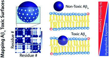 Graphical abstract: Atomic resolution map of the soluble amyloid beta assembly toxic surfaces