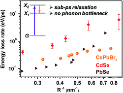 Graphical abstract: On the absence of a phonon bottleneck in strongly confined CsPbBr3 perovskite nanocrystals