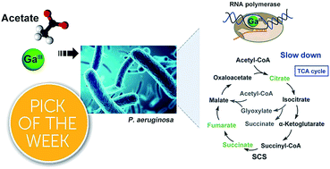 Graphical abstract: Combination of gallium(iii) with acetate for combating antibiotic resistant Pseudomonas aeruginosa
