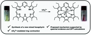 Graphical abstract: UO22+-mediated ring contraction of pyrihexaphyrin: synthesis of a contracted expanded porphyrin-uranyl complex