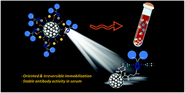 Graphical abstract: Boronate affinity-based photoactivatable magnetic nanoparticles for the oriented and irreversible conjugation of Fc-fused lectins and antibodies