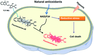 Graphical abstract: Monitoring NAD(P)H by an ultrasensitive fluorescent probe to reveal reductive stress induced by natural antioxidants in HepG2 cells under hypoxia