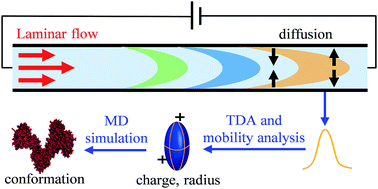 Graphical abstract: Structure and effective charge characterization of proteins by a mobility capillary electrophoresis based method