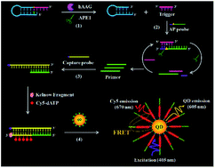 Graphical abstract: A single quantum dot-based nanosensor with multilayer of multiple acceptors for ultrasensitive detection of human alkyladenine DNA glycosylase