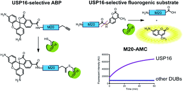 Graphical abstract: Development of a DUB-selective fluorogenic substrate