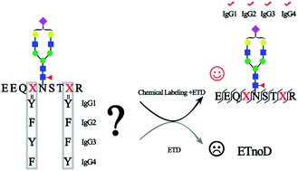 Graphical abstract: Chemical labeling for fine mapping of IgG N-glycosylation by ETD-MS