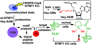 Graphical abstract: In vivo methylation of OLA1 revealed by activity-based target profiling of NTMT1