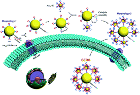 Graphical abstract: Dynamic colloidal nanoparticle assembly triggered by aptamer–receptor interactions on live cell membranes