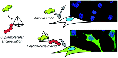 Graphical abstract: Supramolecular caging for cytosolic delivery of anionic probes