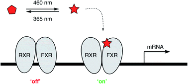 Graphical abstract: Optical control of the nuclear bile acid receptor FXR with a photohormone
