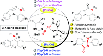 Graphical abstract: Tertiary amine-directed and involved carbonylative cyclizations through Pd/Cu-cocatalyzed multiple C–X (X = H or N) bond cleavage
