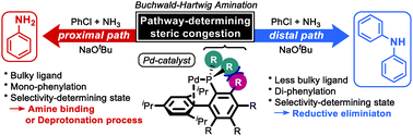 Graphical abstract: How bulky ligands control the chemoselectivity of Pd-catalyzed N-arylation of ammonia