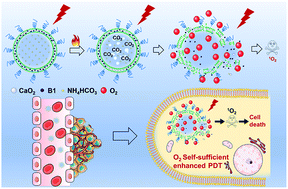 Graphical abstract: Oxygen self-sufficient NIR-activatable liposomes for tumor hypoxia regulation and photodynamic therapy