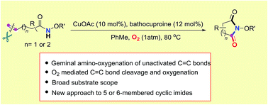Graphical abstract: Cu-catalyzed oxygenation of alkene-tethered amides with O2via unactivated C [[double bond, length as m-dash]] C bond cleavage: a direct approach to cyclic imides