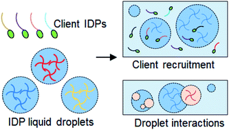 Graphical abstract: Interplay between intrinsically disordered proteins inside membraneless protein liquid droplets