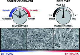 Graphical abstract: Quantification of energy of activation to supramolecular nanofibre formation reveals enthalpic and entropic effects and morphological consequence