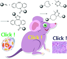 Graphical abstract: Biomedical applications of copper-free click chemistry: in vitro, in vivo, and ex vivo