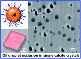 Graphical abstract: Efficient occlusion of oil droplets within calcite crystals