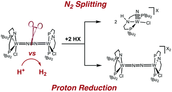 Graphical abstract: Selectivity of tungsten mediated dinitrogen splitting vs. proton reduction