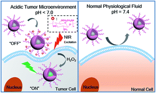 Graphical abstract: Tumor-acidity activated surface charge conversion of two-photon fluorescent nanoprobe for enhanced cellular uptake and targeted imaging of intracellular hydrogen peroxide