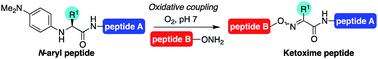 Graphical abstract: Ketoxime peptide ligations: oxidative couplings of alkoxyamines to N-aryl peptides