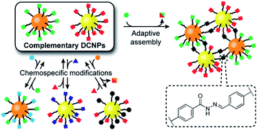 Graphical abstract: Programmable dynamic covalent nanoparticle building blocks with complementary reactivity