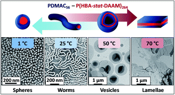 Graphical abstract: Unique aqueous self-assembly behavior of a thermoresponsive diblock copolymer