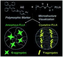 Graphical abstract: Polymorph selectivity of an AIE luminogen under nano-confinement to visualize polymer microstructures