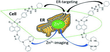 Graphical abstract: Endoplasmic reticulum targeting fluorescent probes to image mobile Zn2+