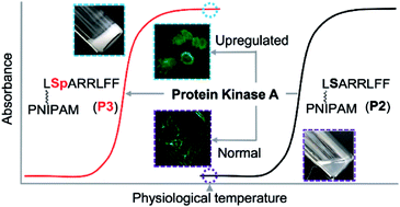 Graphical abstract: Isothermal kinase-triggered supramolecular assemblies as drug sensitizers