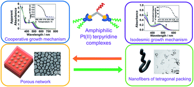 Graphical abstract: Supramolecular assembly of bent dinuclear amphiphilic alkynylplatinum(ii) terpyridine complexes: diverse nanostructures through subtle tuning of the mode of molecular stacking