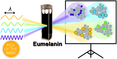 Graphical abstract: Ultrafast spectral hole burning reveals the distinct chromophores in eumelanin and their common photoresponse