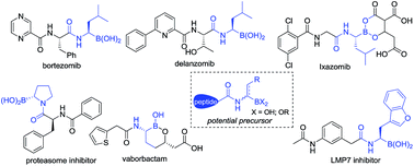 Graphical abstract: Catalytic asymmetric hydrogenation of (Z)-α-dehydroamido boronate esters: direct route to alkyl-substituted α-amidoboronic esters