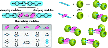 Graphical abstract: Controlling the structure and photophysics of fluorophore dimers using multiple cucurbit[8]uril clampings