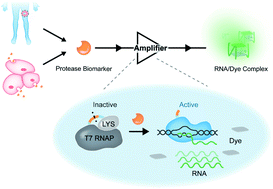 Graphical abstract: Target-activated transcription for the amplified sensing of protease biomarkers