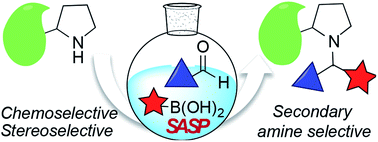 Graphical abstract: Secondary amine selective Petasis (SASP) bioconjugation