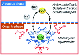 Graphical abstract: Extraction and transport of sulfate using macrocyclic squaramide receptors