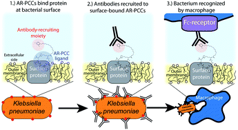 Graphical abstract: Antibody-recruiting protein-catalyzed capture agents to combat antibiotic-resistant bacteria