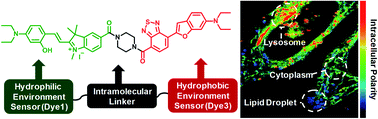 Graphical abstract: Combining hydrophilic and hydrophobic environment sensitive dyes to detect a wide range of cellular polarity