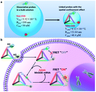 Graphical abstract: An intramolecular catalytic hairpin assembly on a DNA tetrahedron for mRNA imaging in living cells: improving reaction kinetics and signal stability