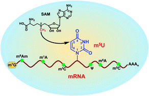 Graphical abstract: Chemical tagging for sensitive determination of uridine modifications in RNA