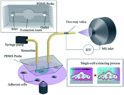 Graphical abstract: Single-cell identification by microfluidic-based in situ extracting and online mass spectrometric analysis of phospholipids expression
