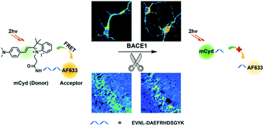 Graphical abstract: A novel two-photon ratiometric fluorescent probe for imaging and sensing of BACE1 in different regions of AD mouse brain